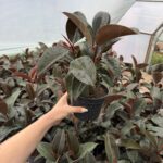 Фікус Robusta №2